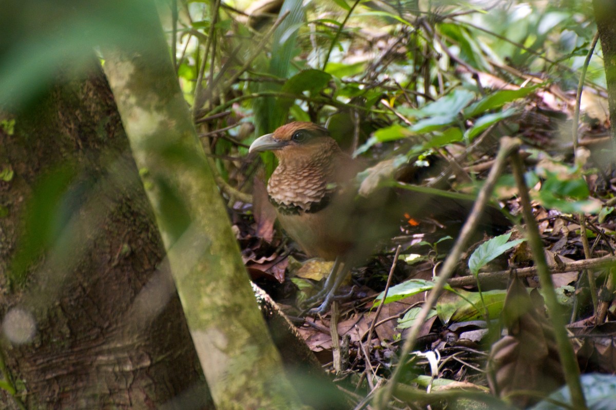 Rufous-vented Ground-Cuckoo - Christian  Nunes