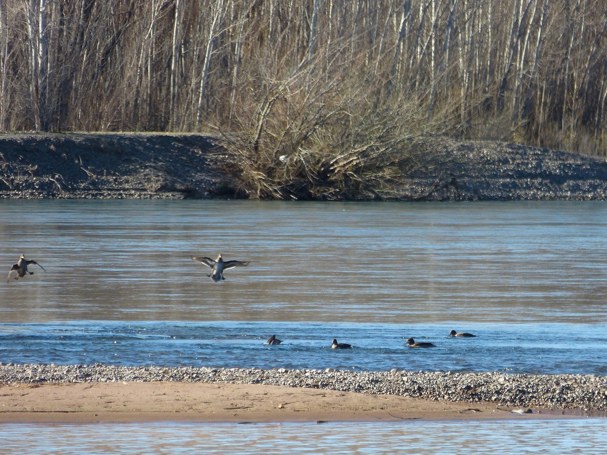 Yellow-billed Pintail - ML354029351