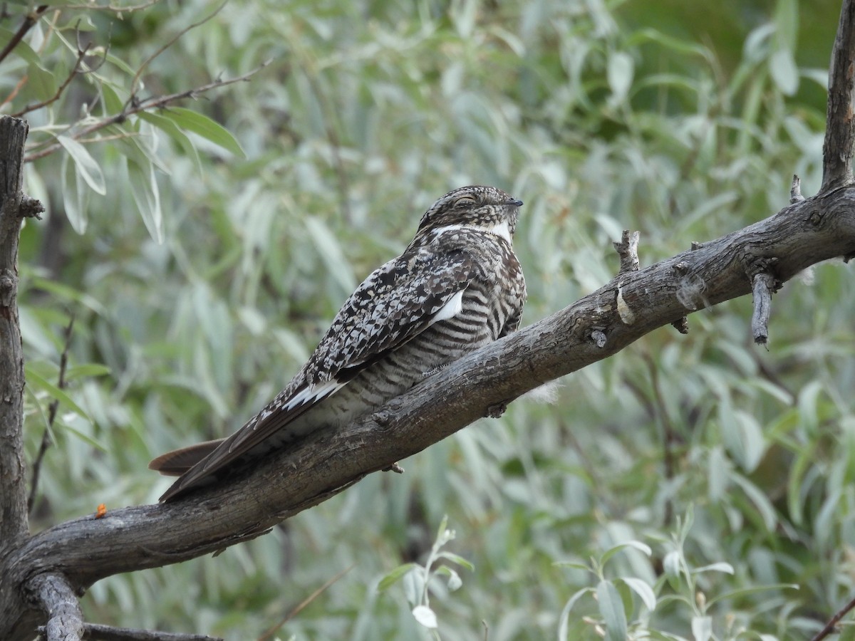 Common Nighthawk - Dean Angiola