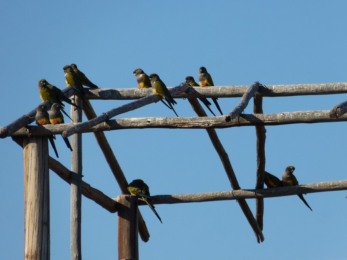 Conure de Patagonie - ML354029761