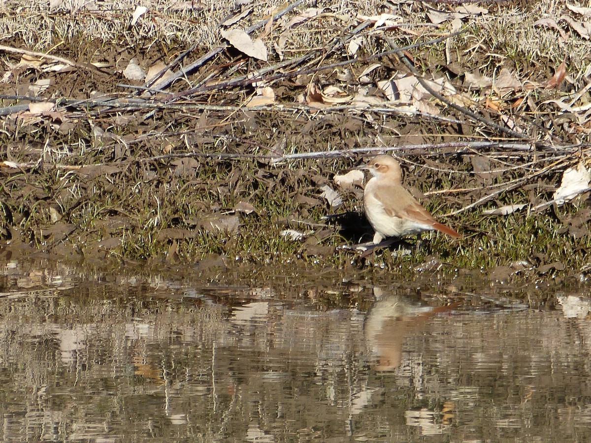 Rufous Hornero - ML354029831