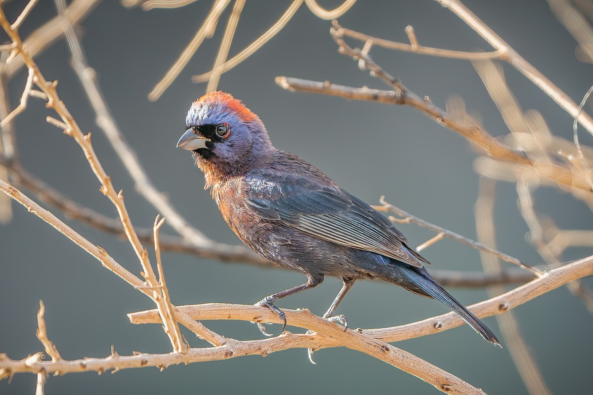 Varied Bunting - ML354029971