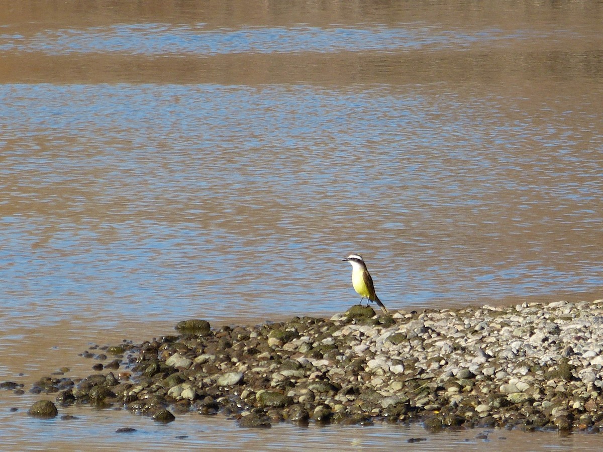 Great Kiskadee - ML354030111