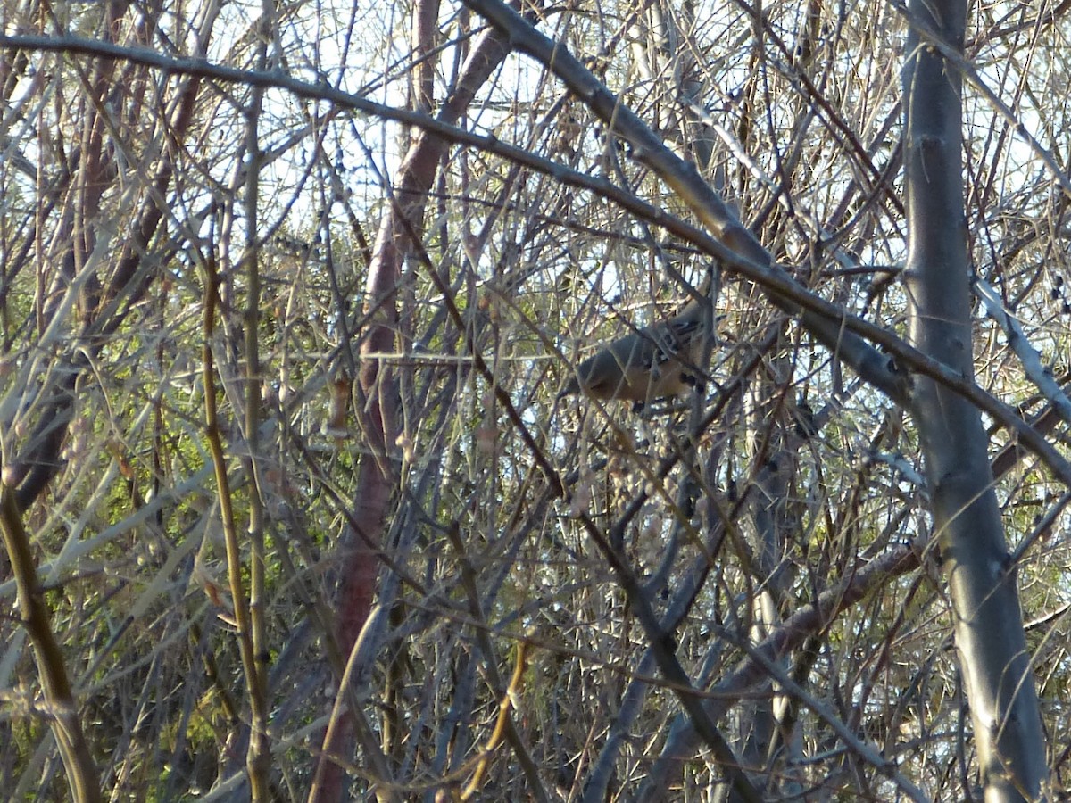 Patagonian Mockingbird - ML354030311