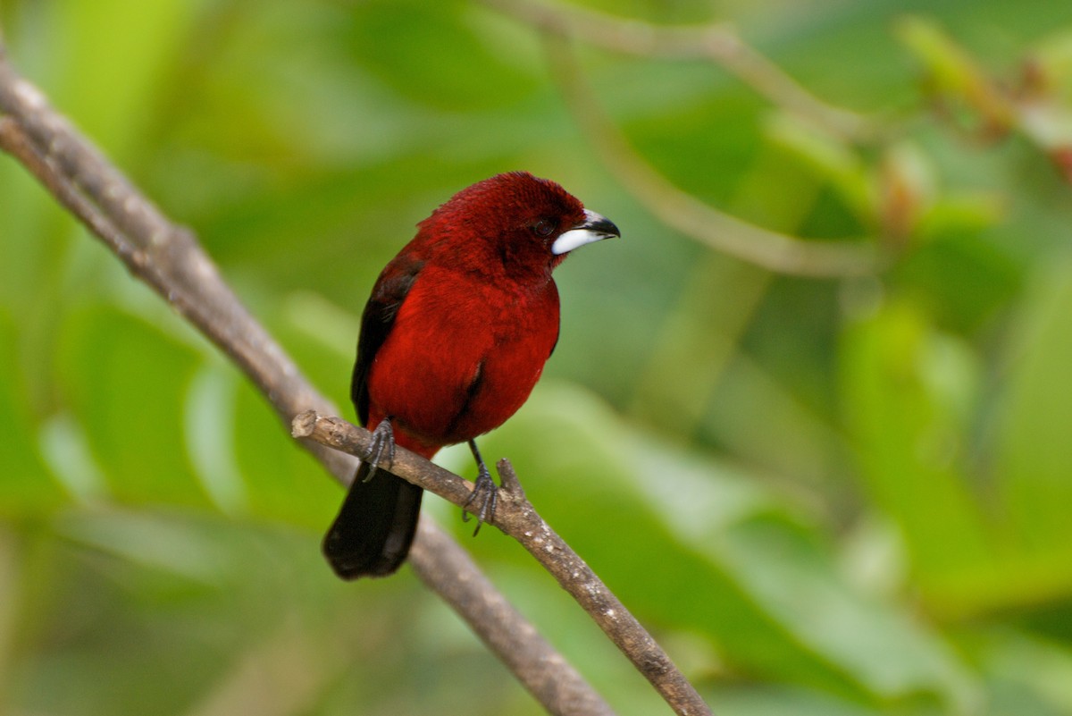 Crimson-backed Tanager - ML35403191