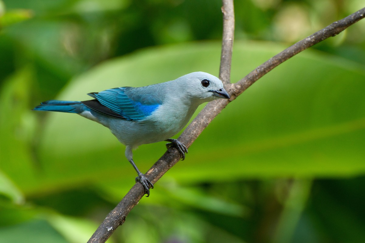 Blue-gray Tanager - ML35403231