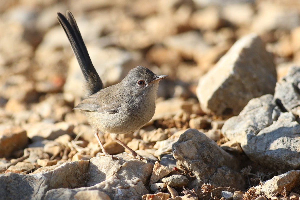 Balearic Warbler - ML354032921