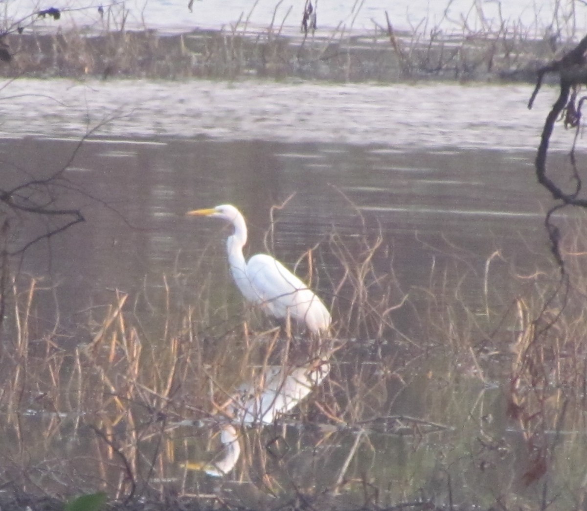 Great Egret - ML354033181