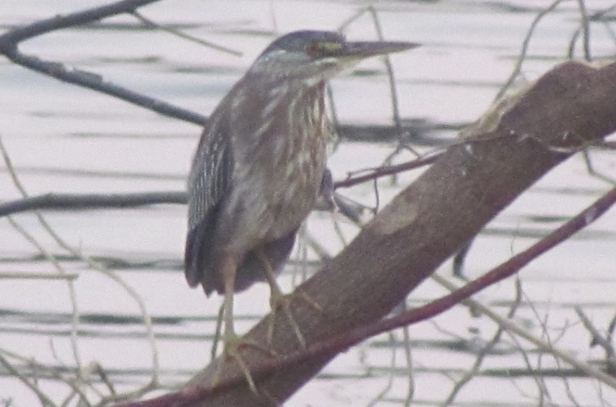 Striated Heron - ML354033341