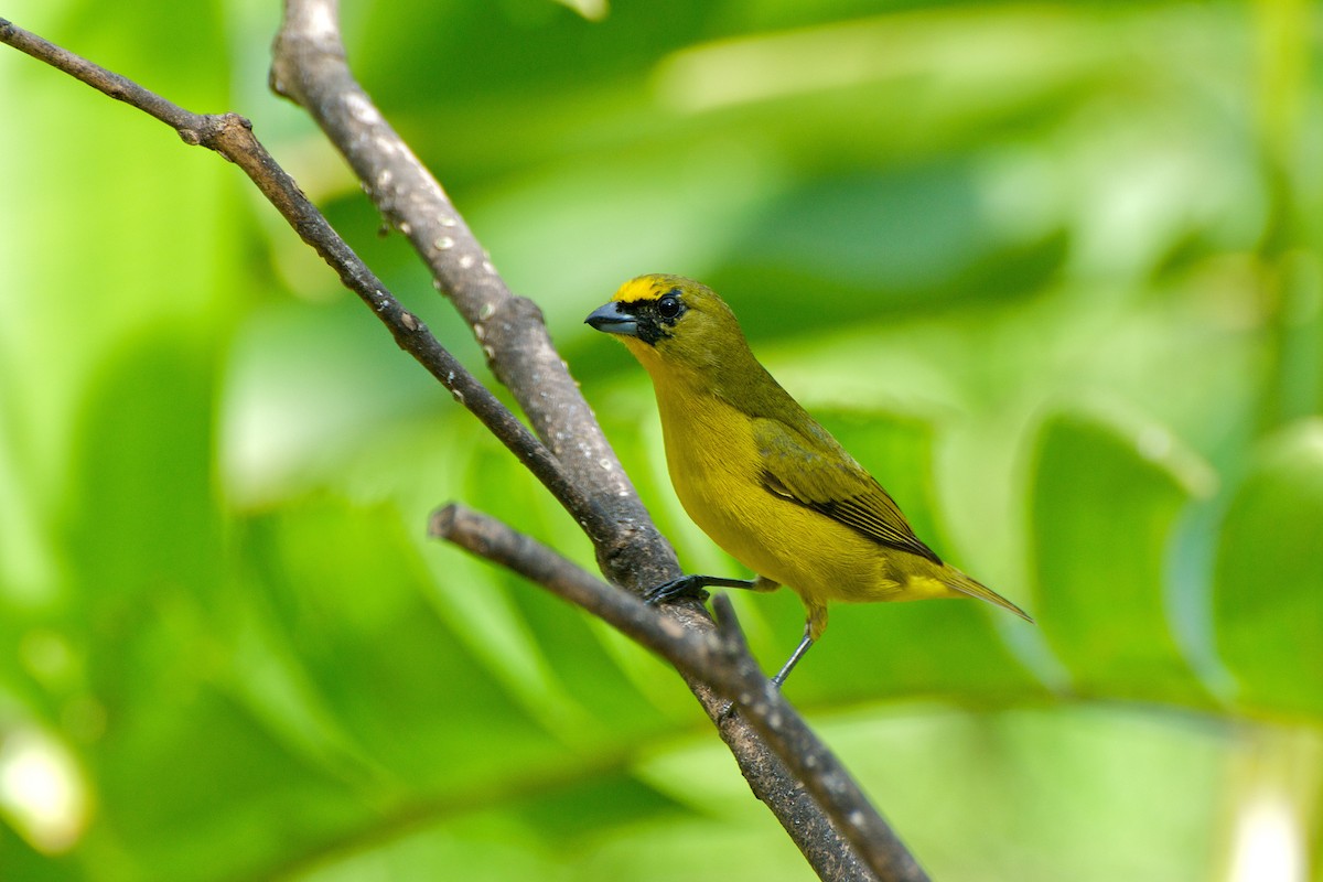 Толстоклювая эуфония (melanura/crassirostris) - ML35403341