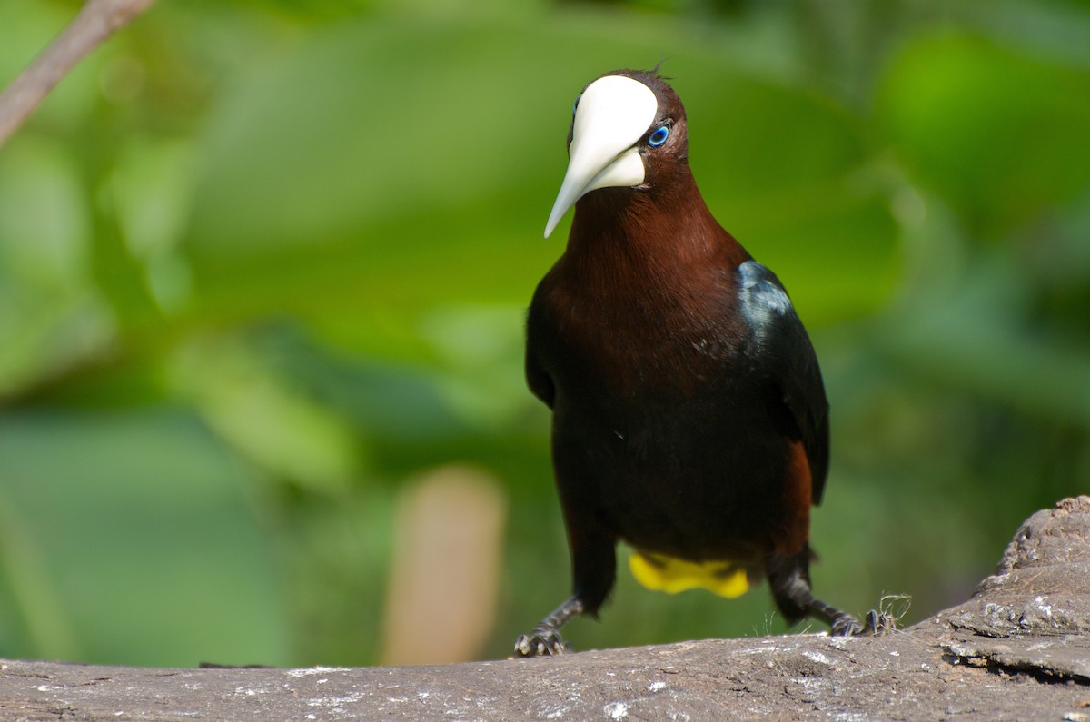 Cacique Cabecicastaño - ML35403411