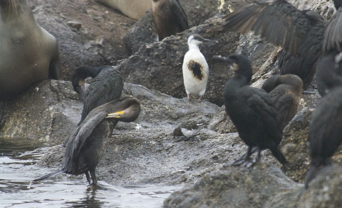 Cormorán Orejudo - ML35403471