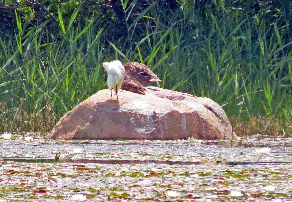 Snowy Egret - ML354034831