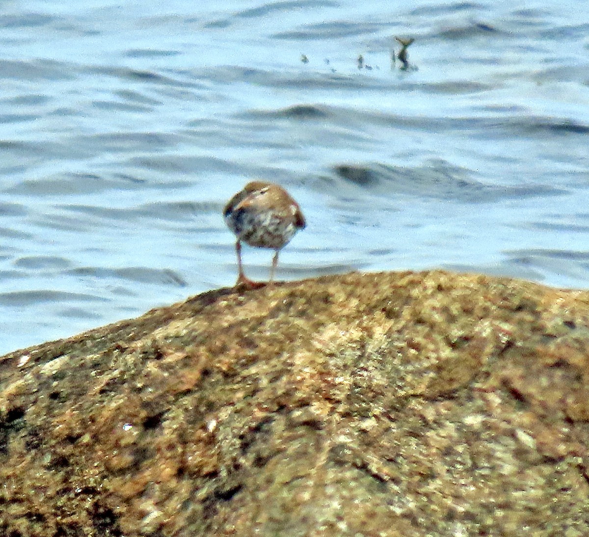 Spotted Sandpiper - Shilo McDonald