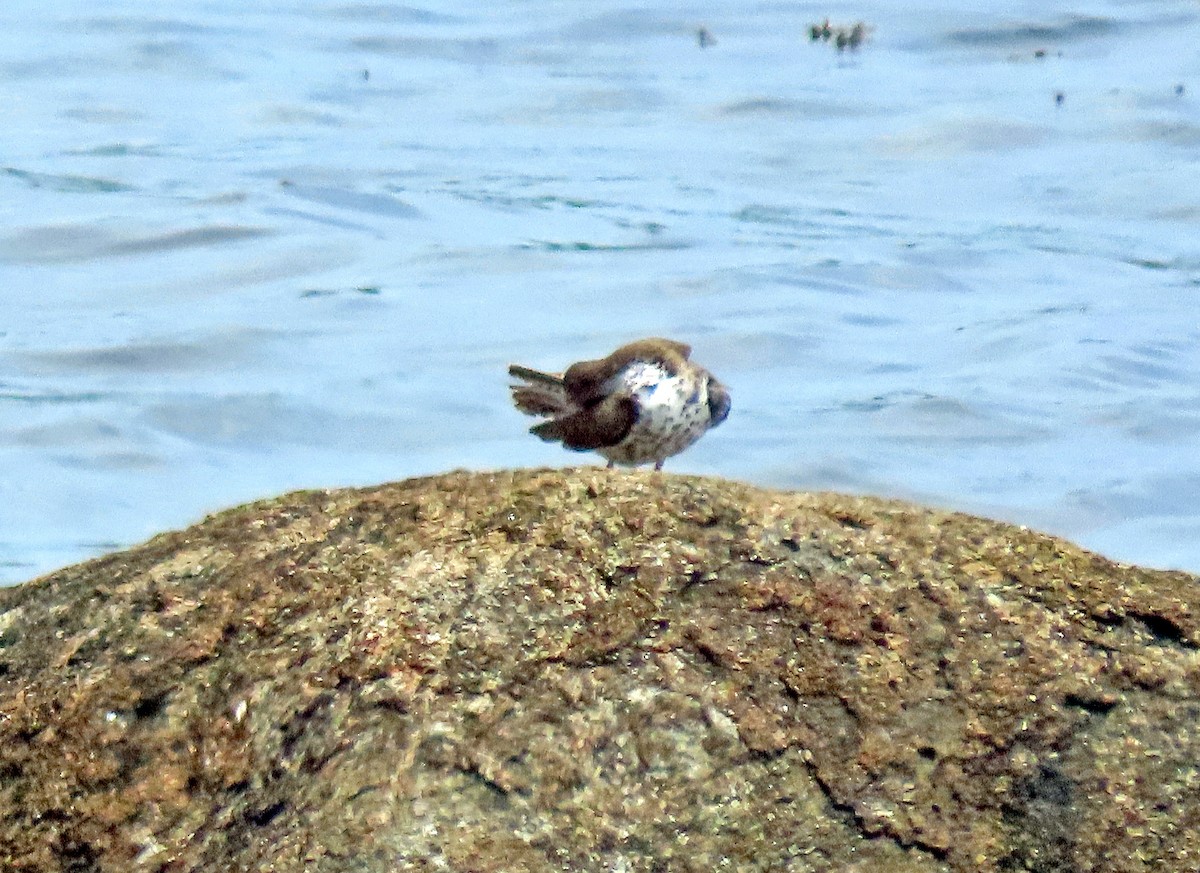 Spotted Sandpiper - Shilo McDonald