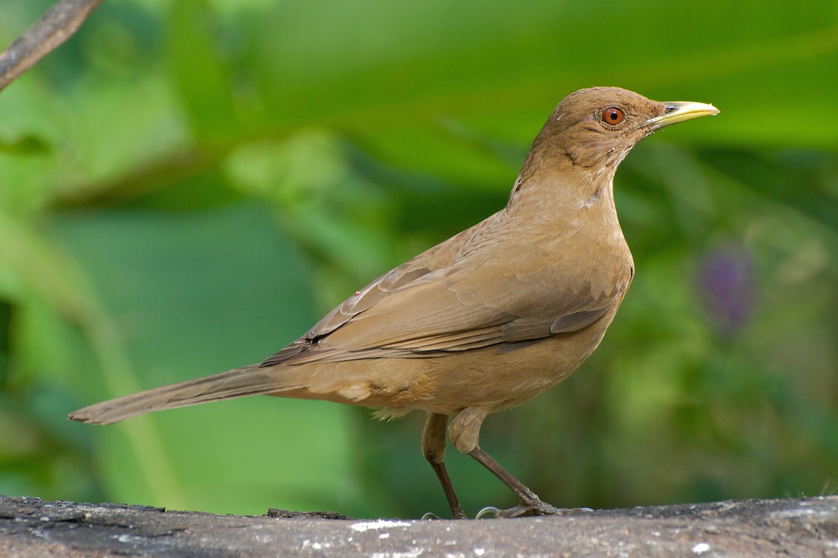 Clay-colored Thrush - ML35403571