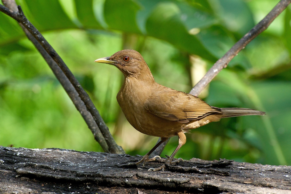 Clay-colored Thrush - Christian Nunes