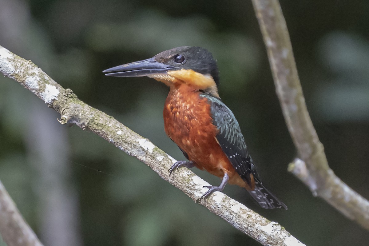 Green-and-rufous Kingfisher - ML354036391