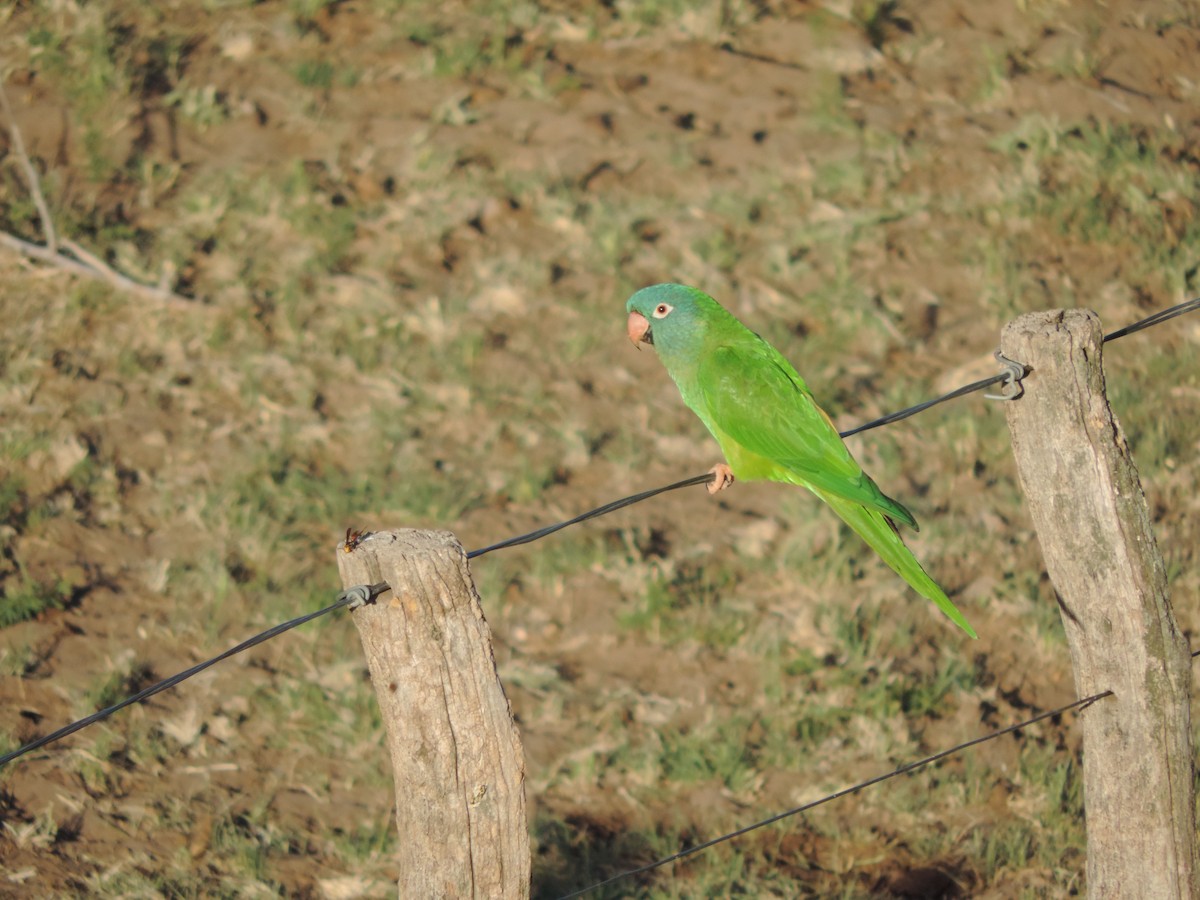 Conure à tête bleue - ML354037401