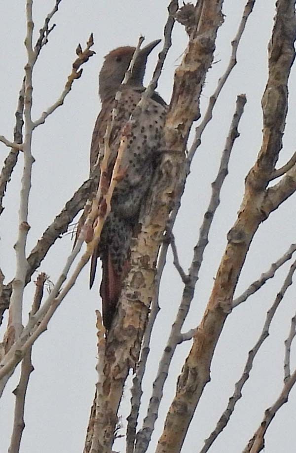 Northern Flicker - ML354038481