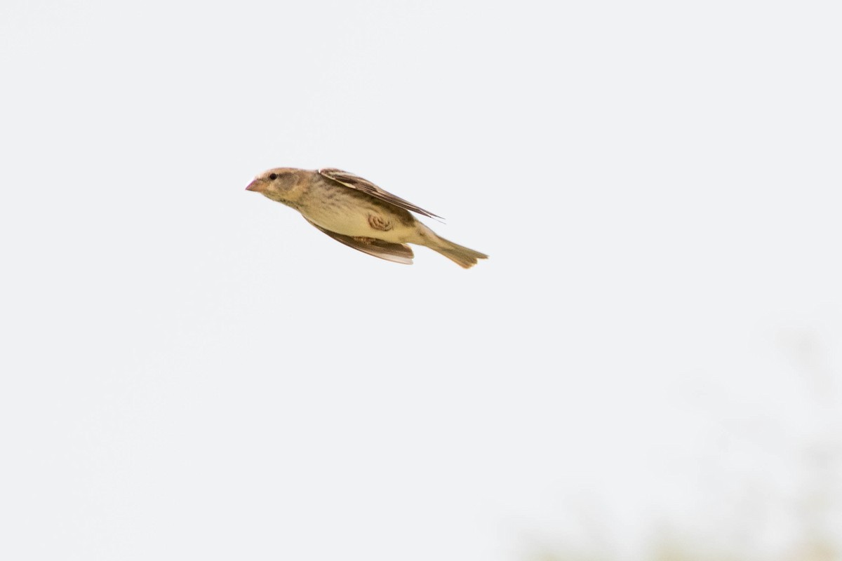 Spanish Sparrow - ML354041651