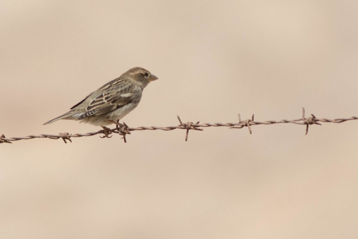 Spanish Sparrow - ML354041671