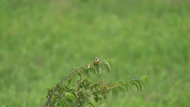 Dickcissel d'Amérique - ML354042511