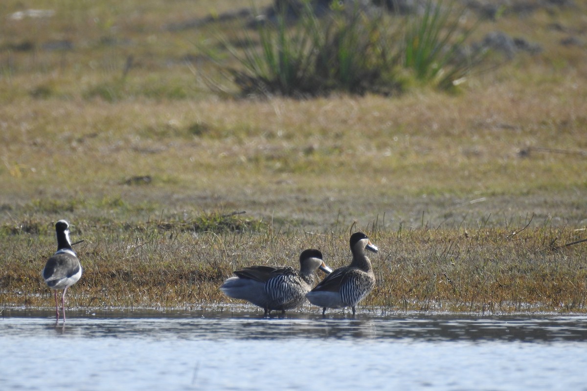 Silver Teal - Vanessa González