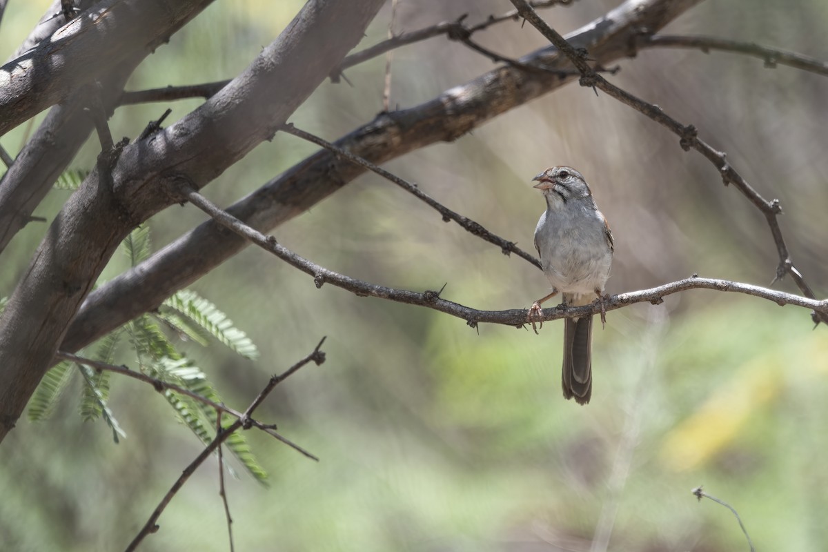 Rufous-winged Sparrow - ML354044741