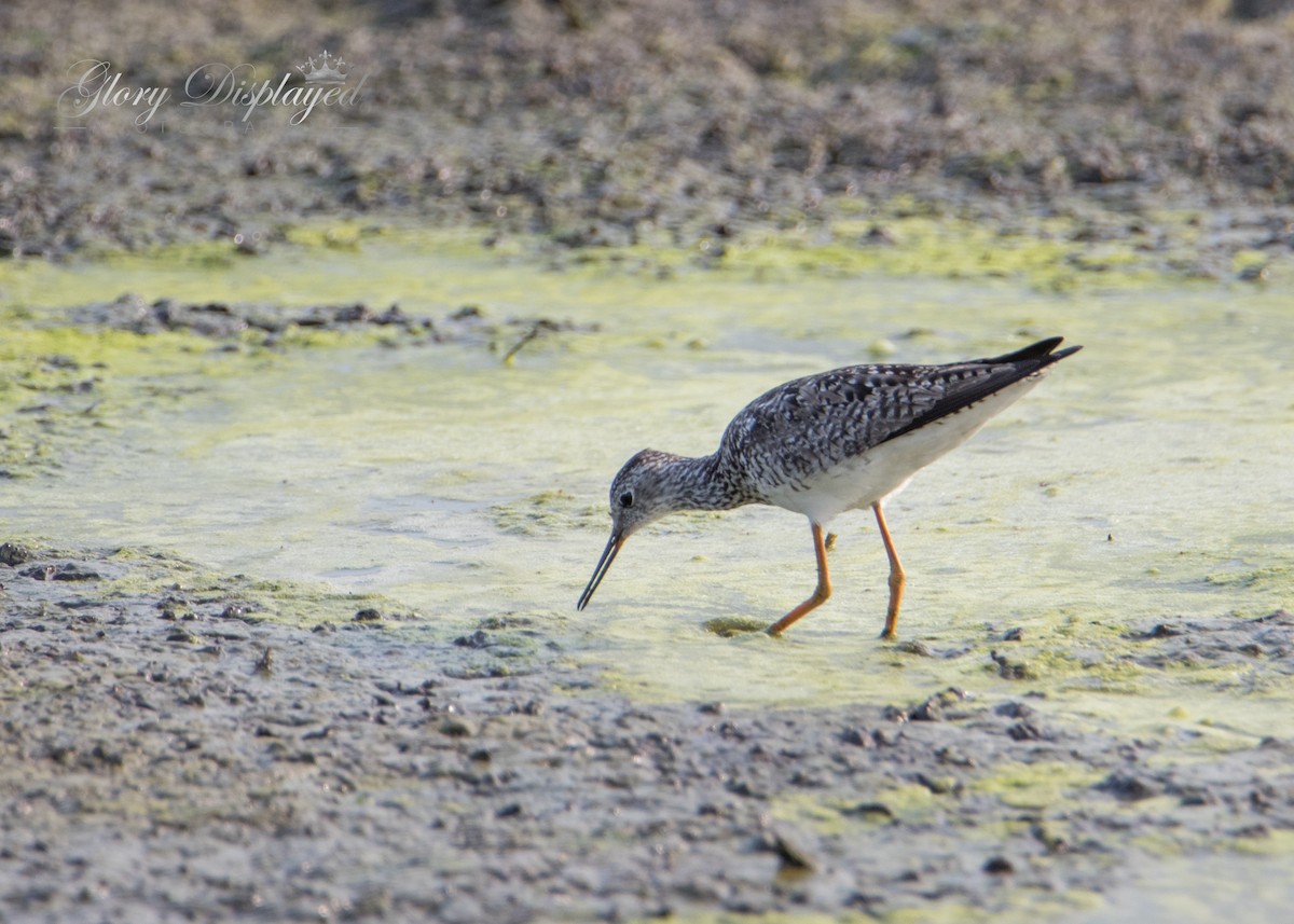 Lesser Yellowlegs - Rachel Justice