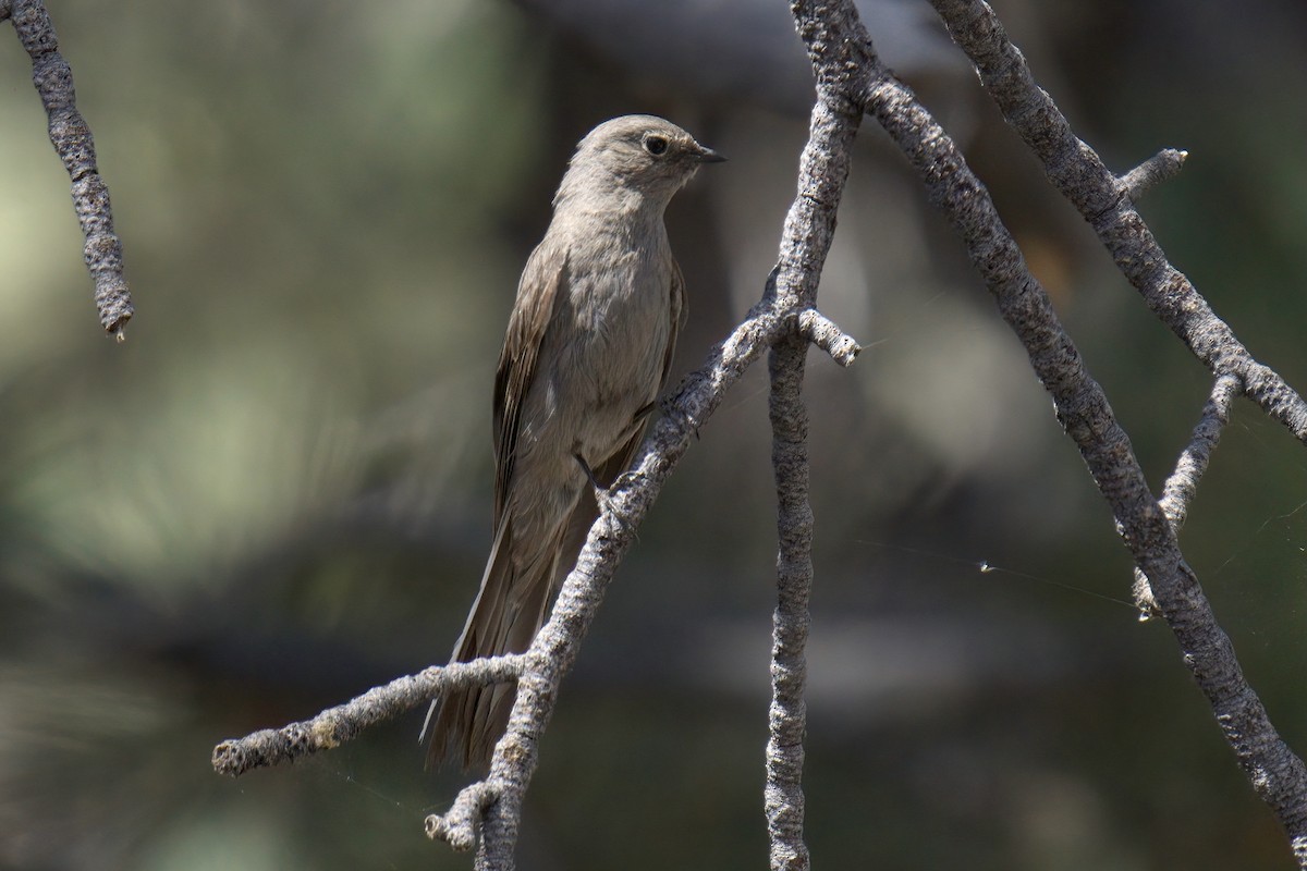 Townsend's Solitaire - Mark Wilson