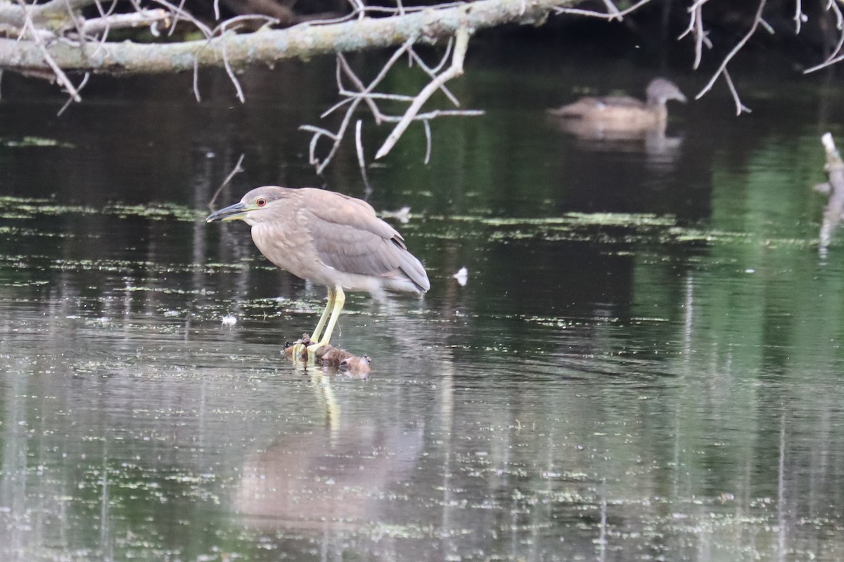 Black-crowned Night Heron - ML354051261