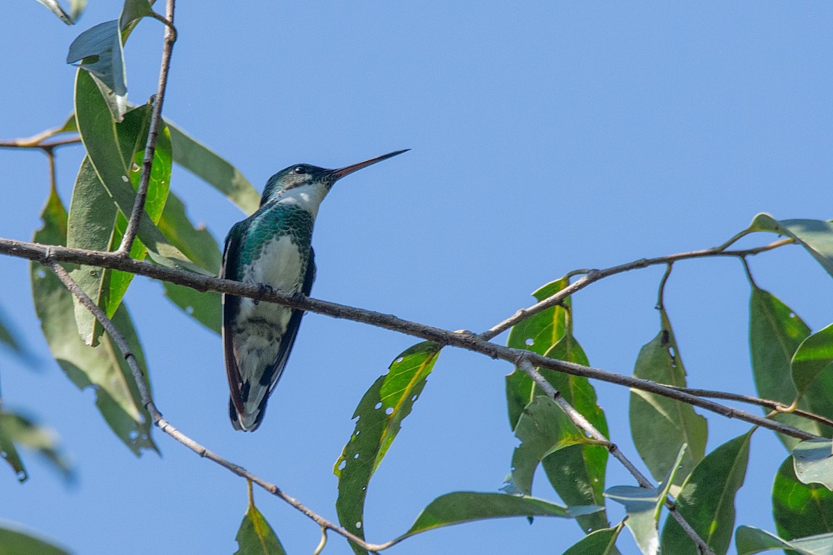 White-throated Hummingbird - ML354053681