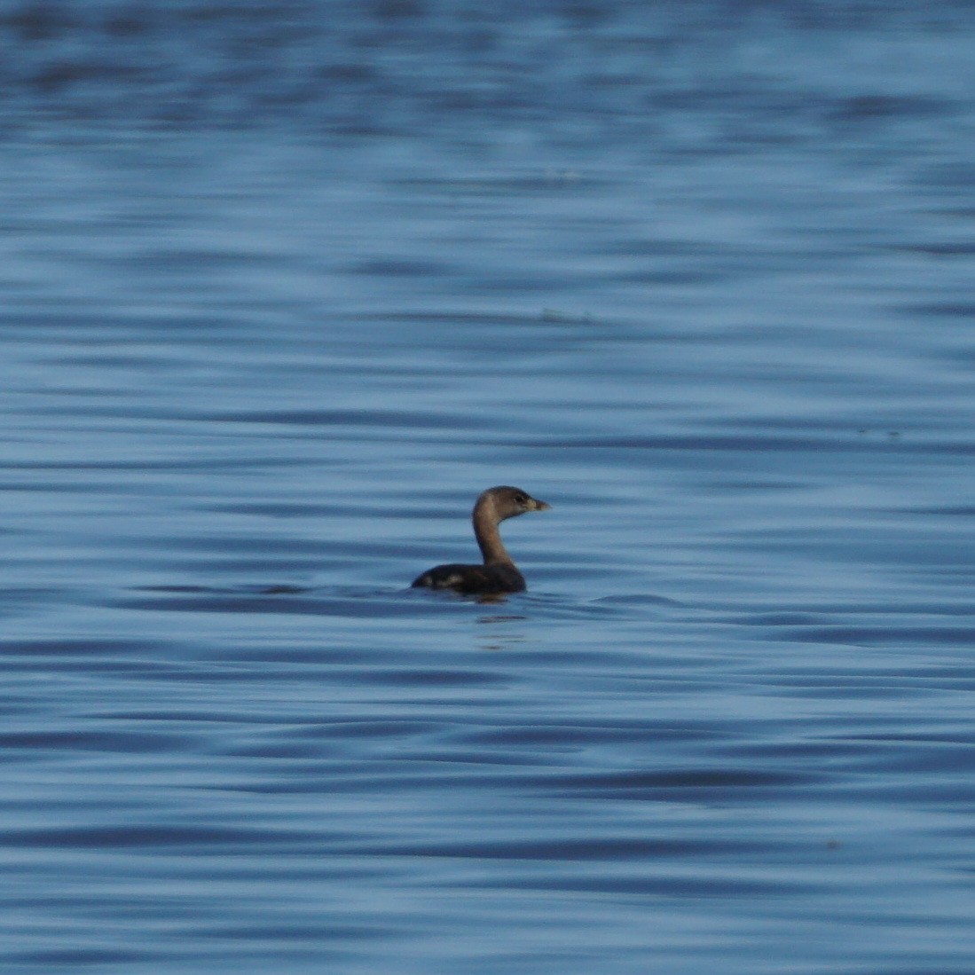 Pied-billed Grebe - ML354054381