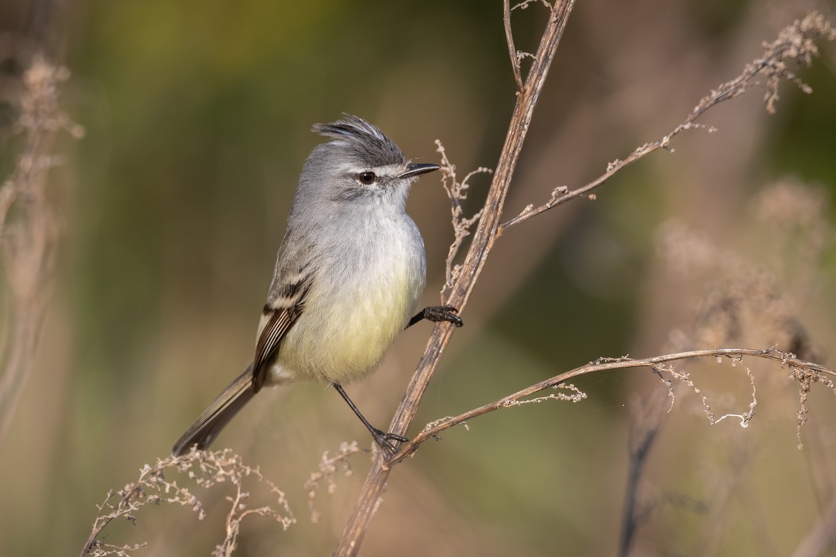 White-crested Tyrannulet (Sulphur-bellied) - ML354054771