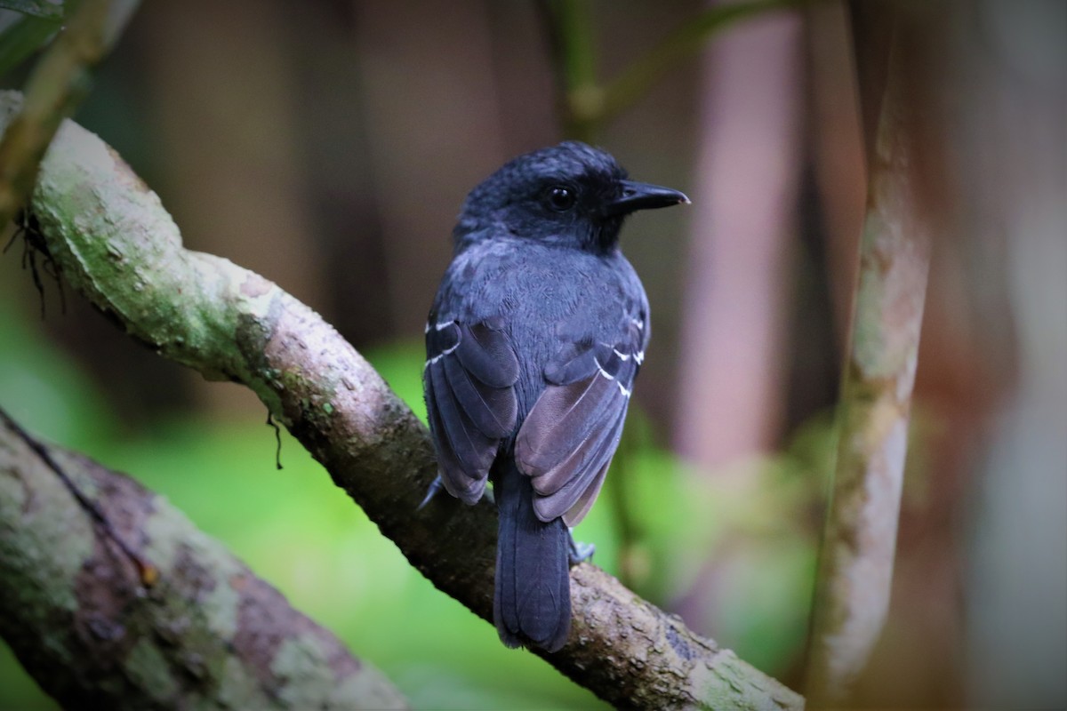 Allpahuayo Antbird - ML354055441