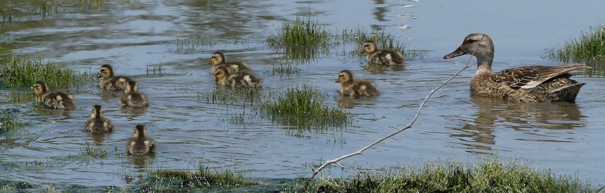 anatidé sp. (canard barboteur sp.) - ML354056361