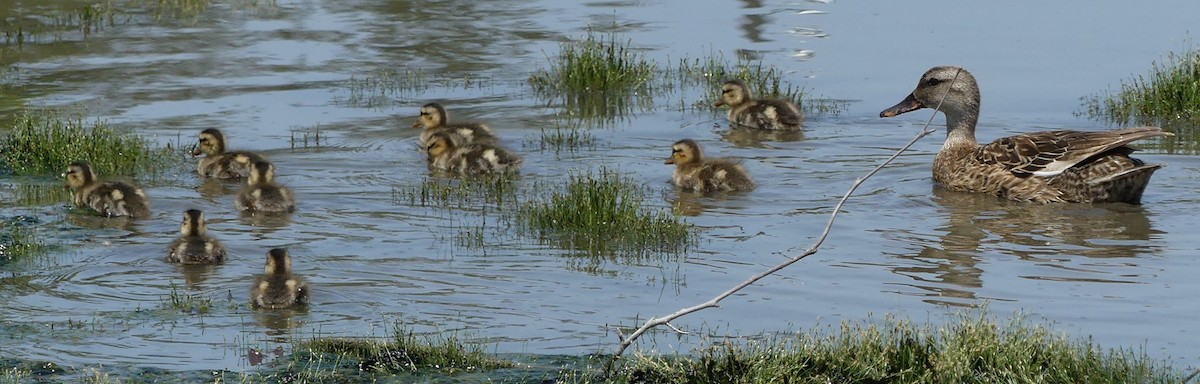 dabbling duck sp. - ML354056361