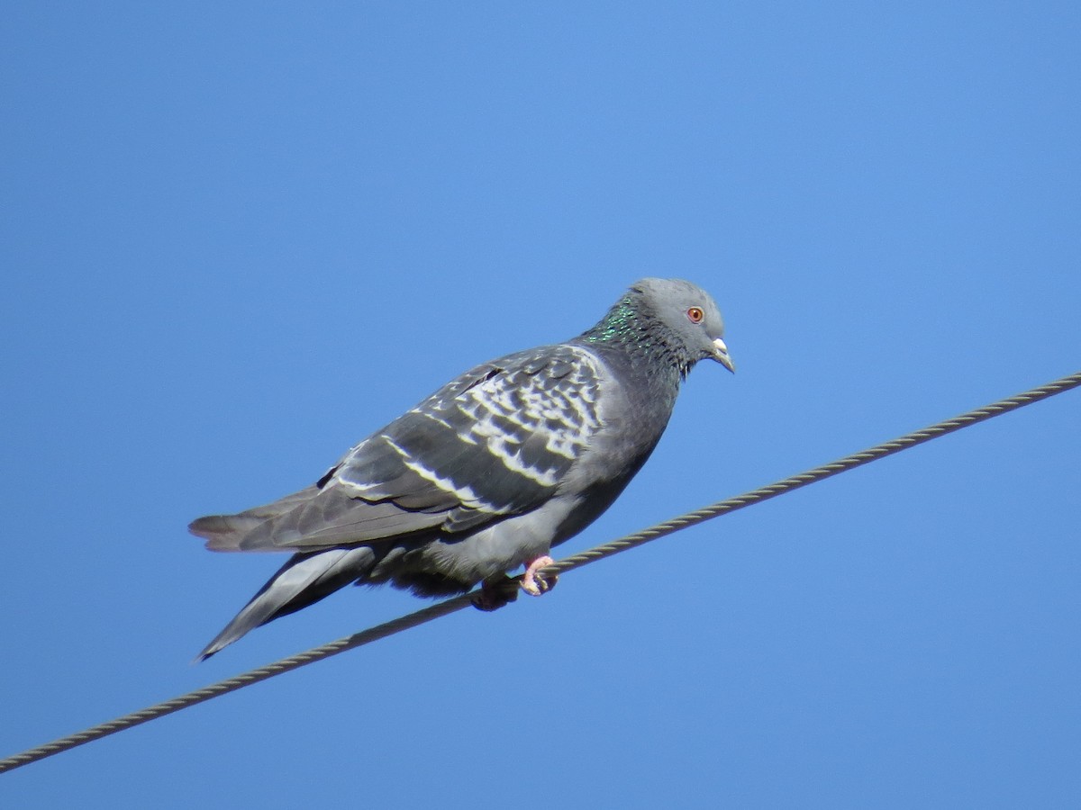 Rock Pigeon (Feral Pigeon) - ML35405661