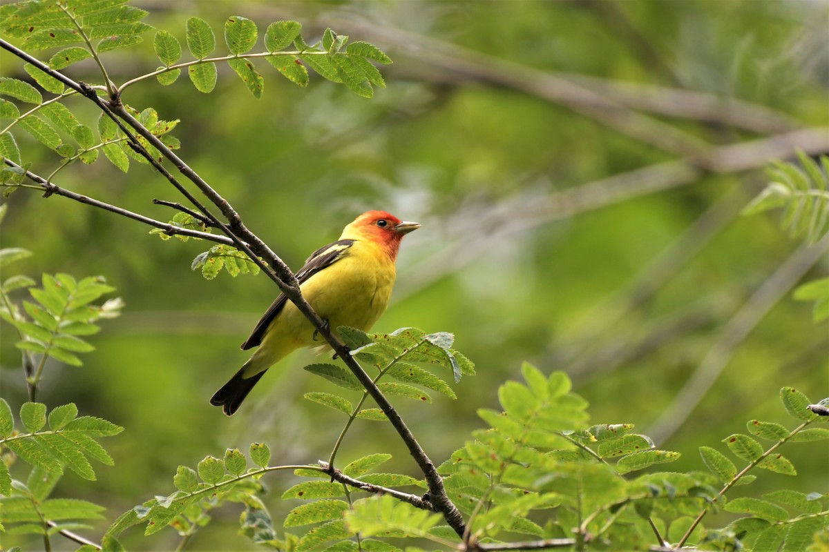 Western Tanager - ML354056871