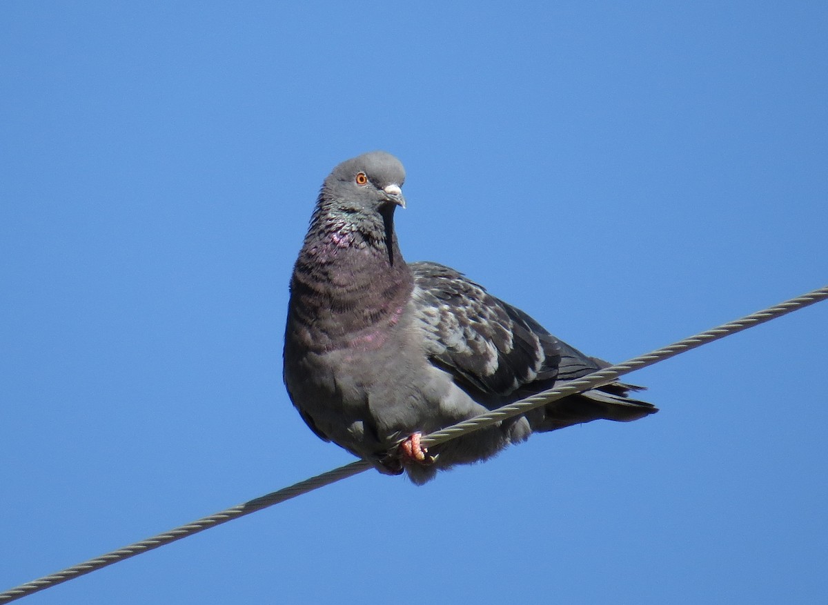 Rock Pigeon (Feral Pigeon) - ML35405691