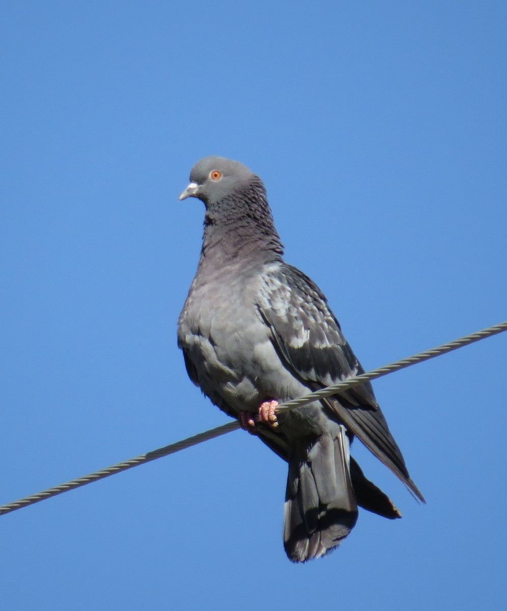 Rock Pigeon (Feral Pigeon) - ML35405701