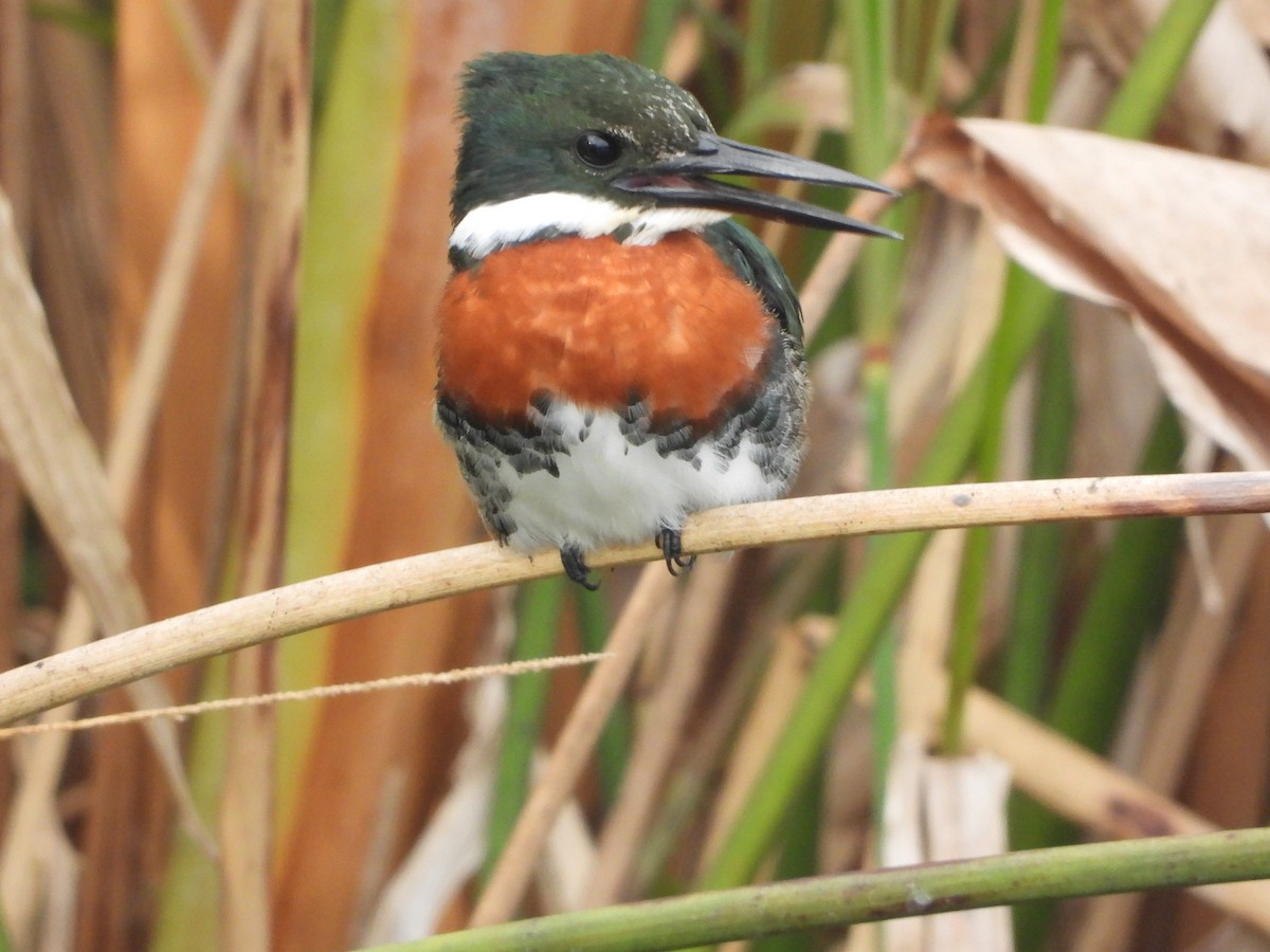 Green Kingfisher - ML354057531