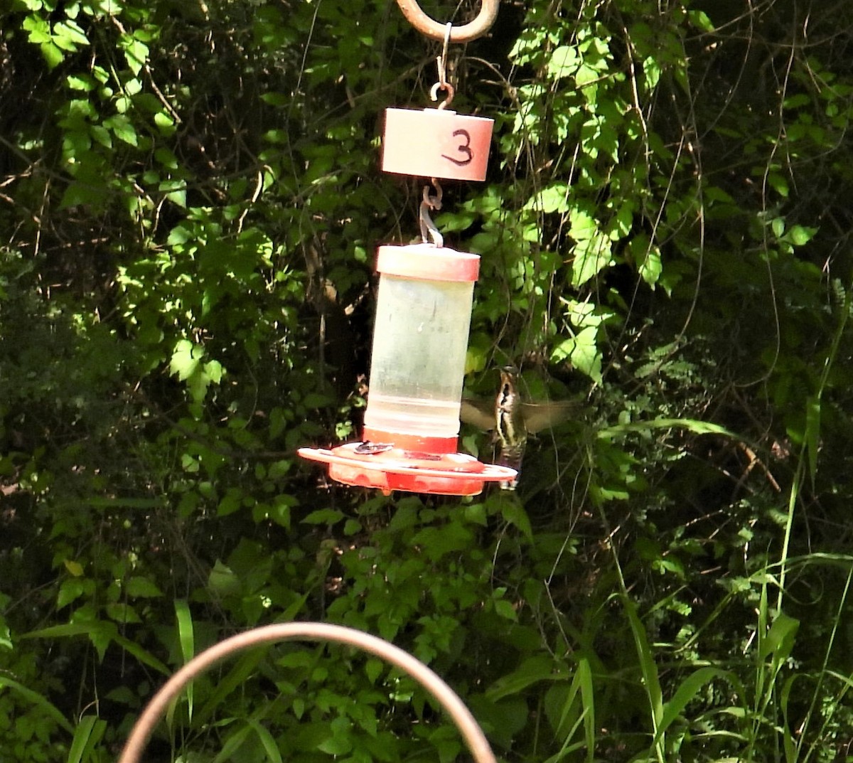 Green-breasted Mango - ML354057551