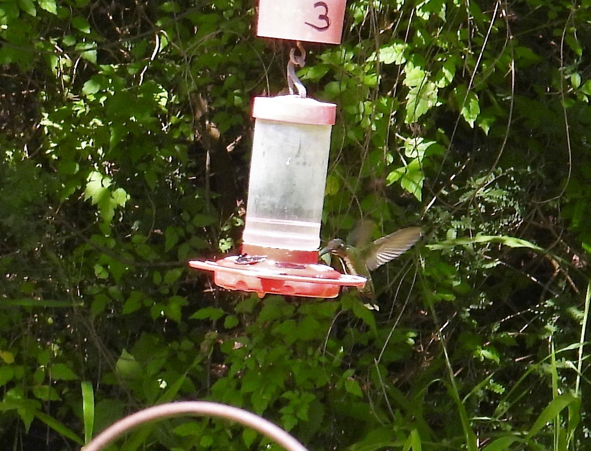 Green-breasted Mango - ML354057871
