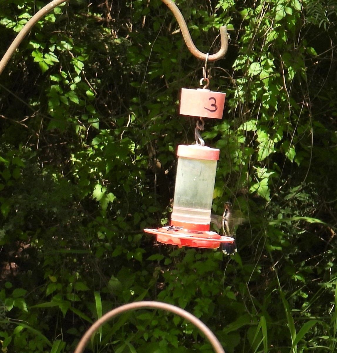 Green-breasted Mango - ML354057991