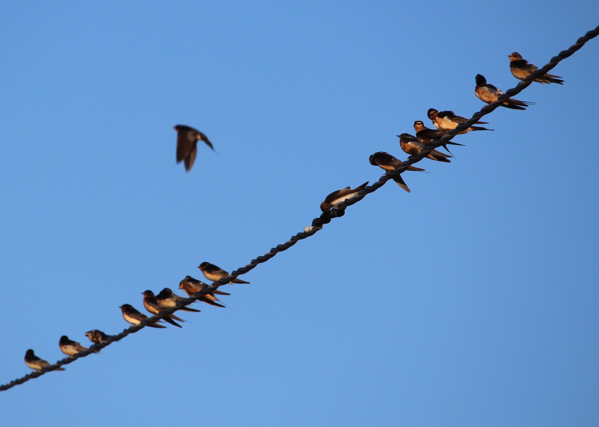 Barn Swallow - ML35405851