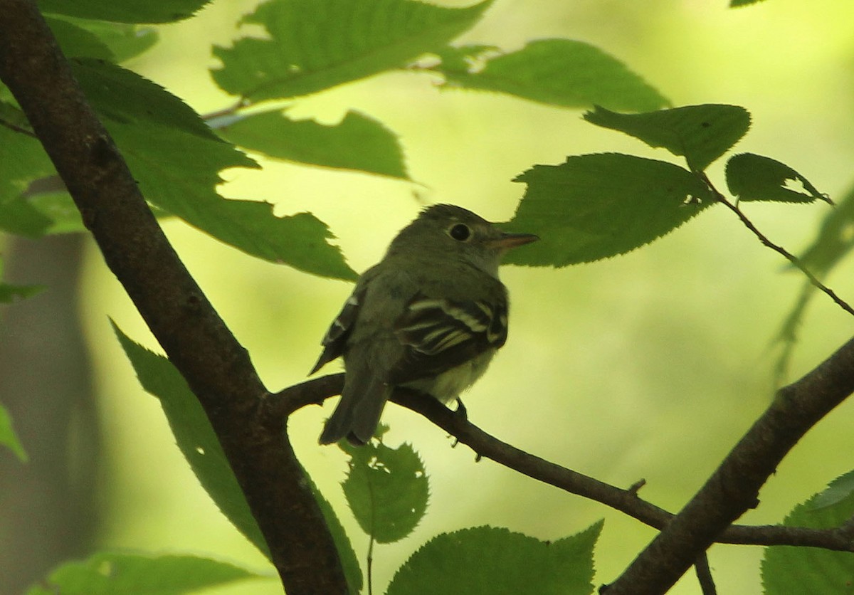 Acadian Flycatcher - ML354059251