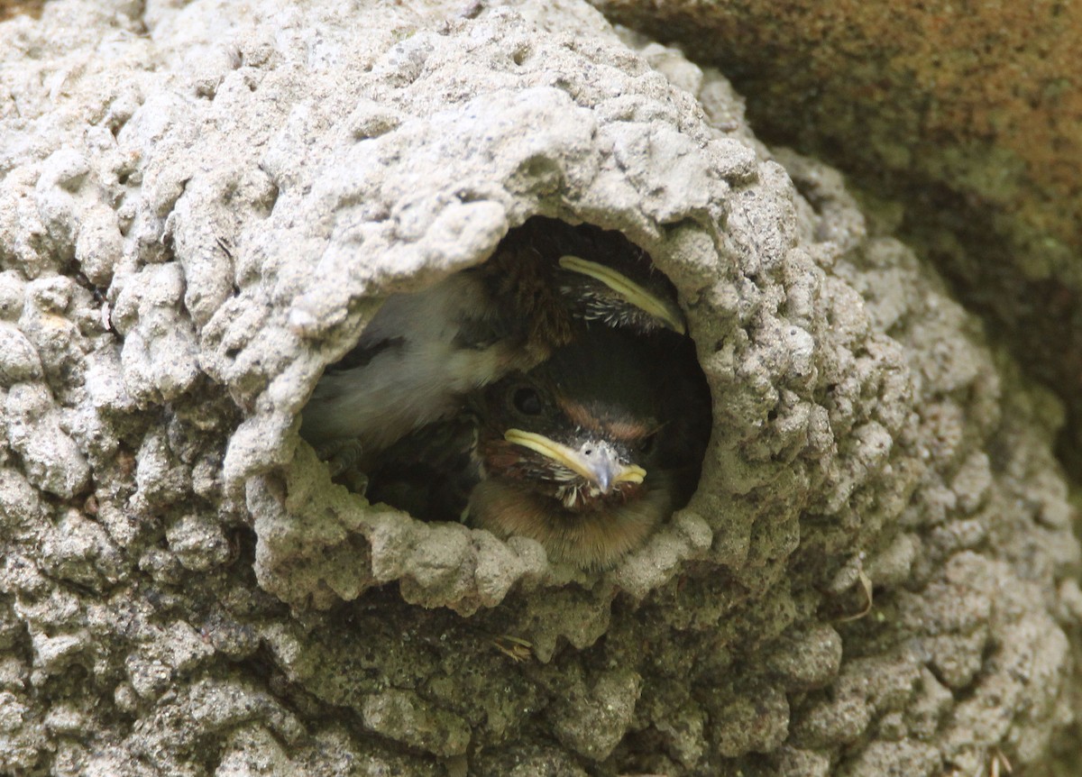 Cliff Swallow - ML354059291