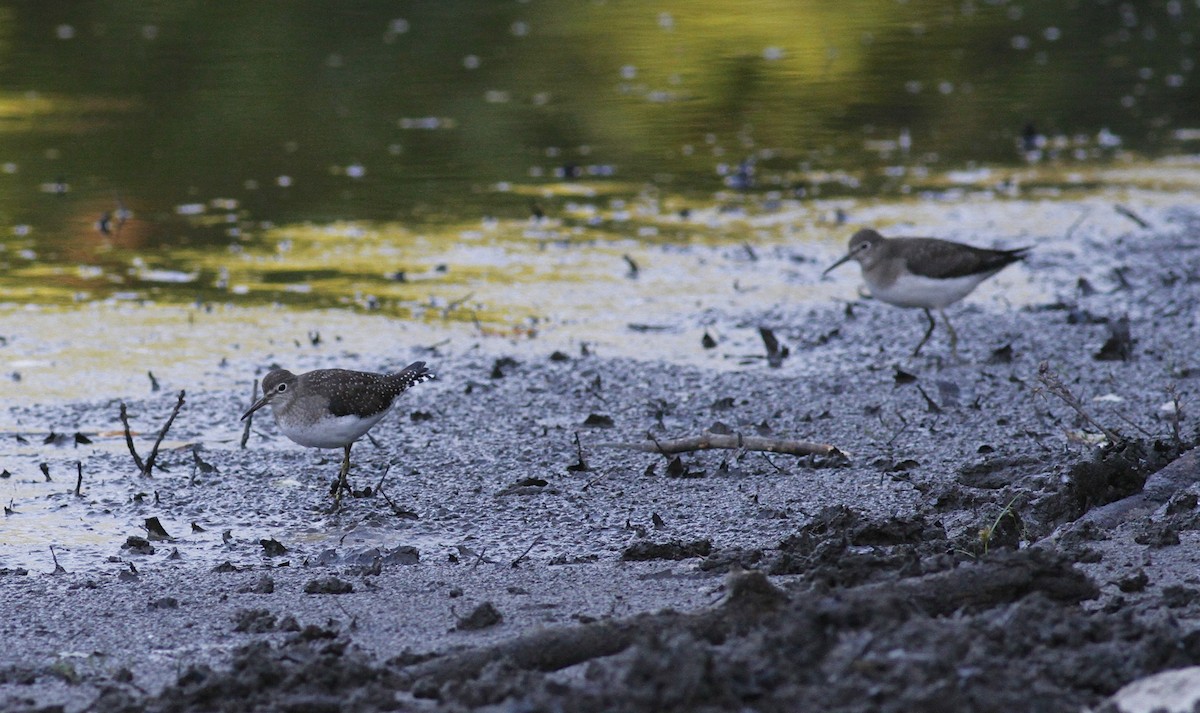 Solitary Sandpiper (solitaria) - ML35405931